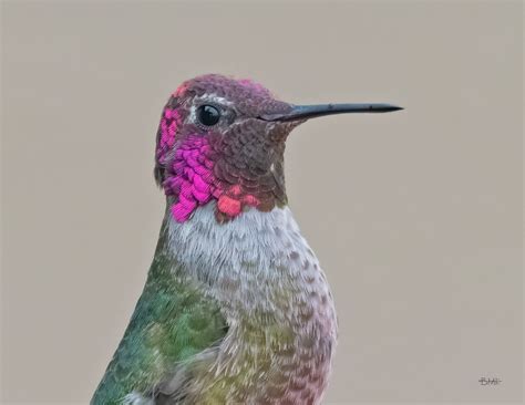  ¡Xantus's Hummingbird: Un ave diminuta con un corazón gigante que bate sin descanso!