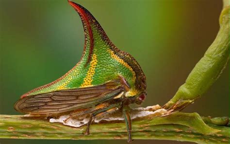  Umbonia! ¿Conoces a este curioso cangrejo gigante de agua dulce?