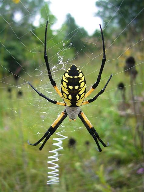  Yellow Garden Spider: ¿Un maestro del camuflaje con la paciencia de un santo?