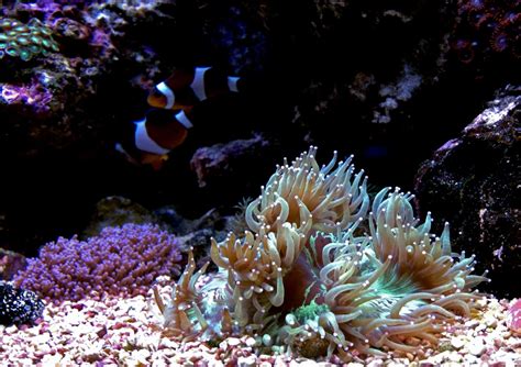  Elegantes Ectoparásitos: ¿Conoces el Fascinante Mundo del Elegance Coral?