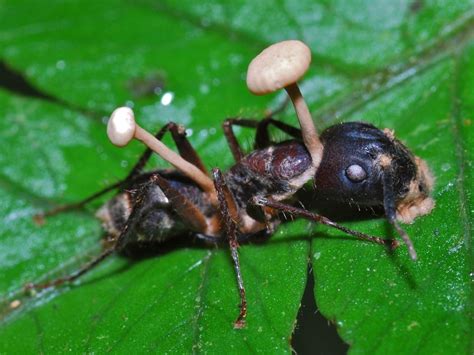  Ophiocordyceps unilateralis: ¡Un hongo que controla la mente de las hormigas!