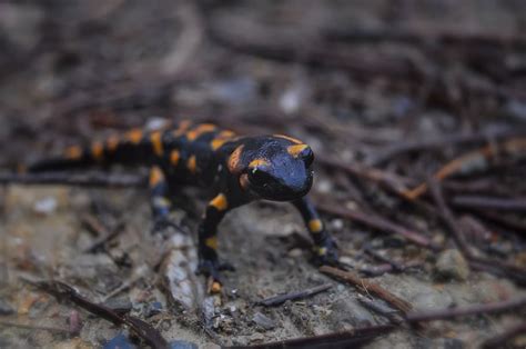  Salamandra de Fuego: ¡Una criatura acuática con escamas brillantes que se camufla entre las hojas secas!