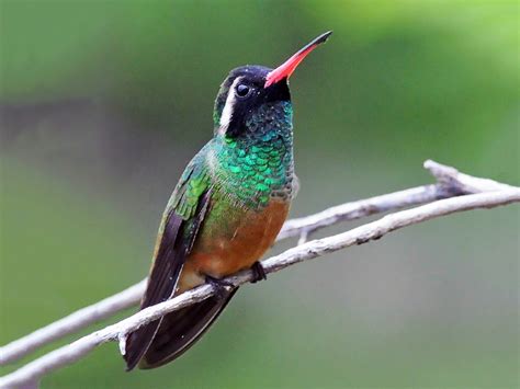  ¡Xantus's Hummingbird: Un ave diminuta con un corazón gigante que bate sin descanso!