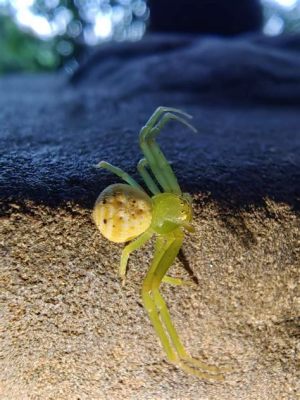  Yellow Garden Spider: ¿Un maestro del camuflaje con la paciencia de un santo?