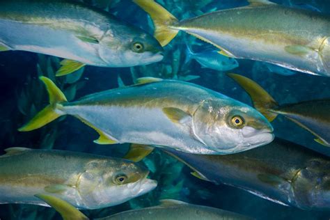  Yellowtail! Un Pez Óseo que Nació para Nadar y Explorar las Profundidades del Océano