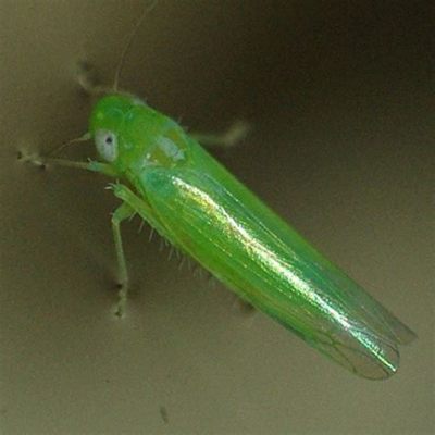  Zancudo Verde: ¿Un Maestro Disfrazado de Pequeño Insecto Volador Nocturno?