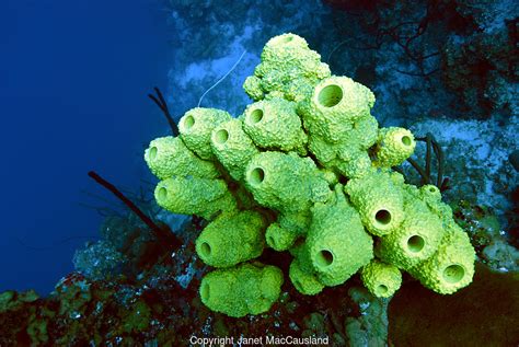 Zebra Sponge: Discover the Colorful Underwater Oasis of this Unique Demospongiae!