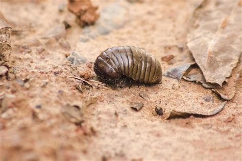  Chambered Millipede: Can these armored invertebrates really roll into a ball?