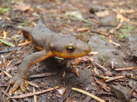  Dicroglossus: ¿Un anfibio con voz de trompetas y piel rugosa para camuflaje?