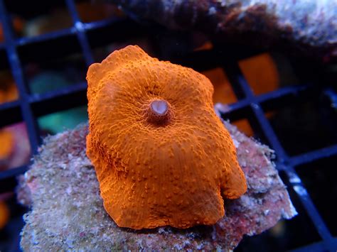  Discosoma: ¿Un coral que brilla como una discoteca bajo el mar?