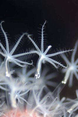  Isotricha - ¡Descubre a este enigmático hidroide que desafía las normas con su danza submarina!