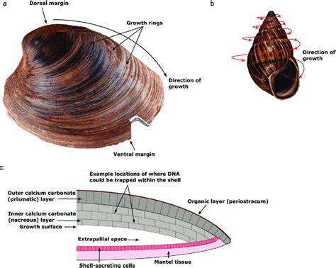  Kok Mussel: Un molusco bivalvo que respira a través de sus branquias y filtra el agua para obtener nutrientes!