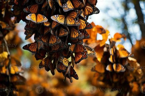  Mariposa Monarca: ¿Una Criatura Alada con un Viaje Épico y una Preferencia por la Naranja?