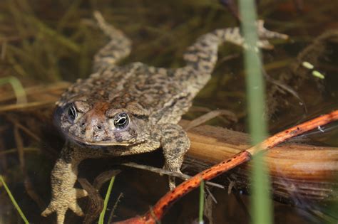 ¿Quieres conocer al encantador Wyoming Toad con piel suave como terciopelo? Este pequeño anfibio de patas cortas te cautivará con su encanto peculiar y su lucha por la supervivencia en un mundo cambiante.