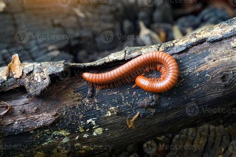  Millipede: Un Milpies Deslumbra con su Brillo Metálico y Curiosa Forma de Defensa