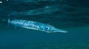  Needlefish: ¡Un Maestro de la Velocidad con una Apariencia que Recauda Miradas!