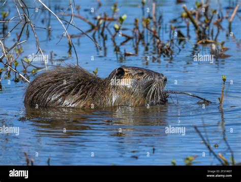  Nutria: Un Roedor Gigante que Ama las Aguas Claras y los Sabrosos Plantas Acuáticas!