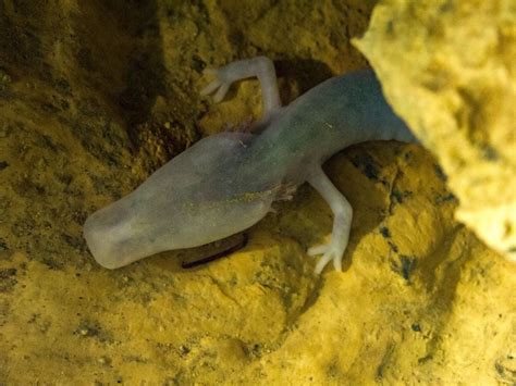  Olms: ¡An Underwater Salamander Living In The Darkness Of European Caves!