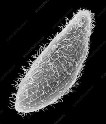  Tétrahymena: ¡Descubre un microcosmos de movimiento y misterio en este ciliado!