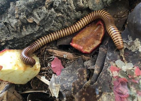 Tonga Millipede: ¿Conoces a este Rey de la Descomposición que vive bajo el suelo?