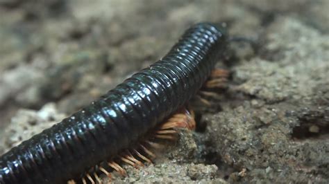  Ultrasonic Millipede! Exploring the Hidden World of These Incredible Underground Dwellers