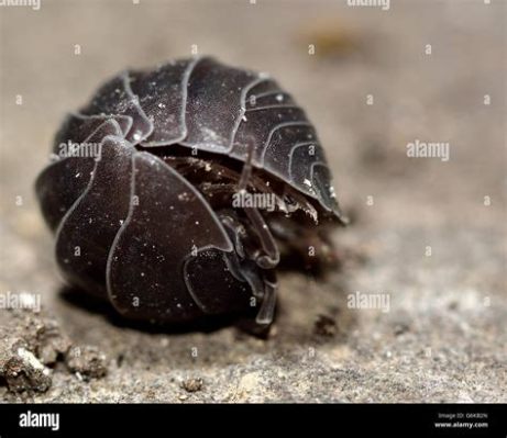  Woodlouse ¿Sabías que este pequeño crustáceo terrestre puede vivir hasta siete años?